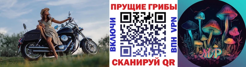 Купить  Дальнереченск  Псилоцибиновые грибы Psilocybe 